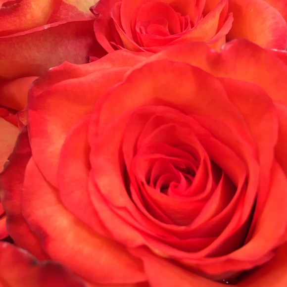 Meet your Posher, Emma - Picture 1 of 1